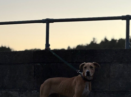 Bull x puppy looking for a new home