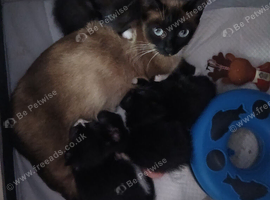 Beautiful kittens
