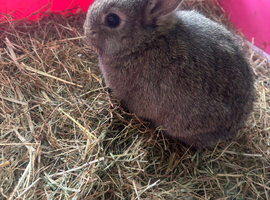 Netherland dwarf