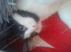 RARE KITTEN two different colored eyes occurs in less than 1%