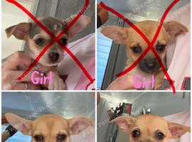 Chihuahuas for sale