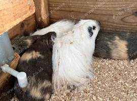 Girl guinea pigs for sale