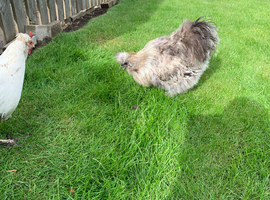 Beautiful silkie cockerel ( FREE ) blue/black hen also available &pound;20