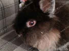 Short hair lionhead boy