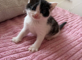 5 weeks old kittens mixed breed, the mom is maine coon