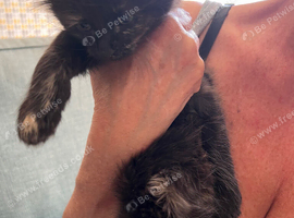 Kittens ready to go now 7 weeks old