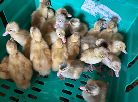 Indian runner ducklings