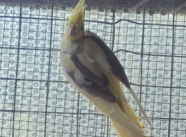 Cockatiels for sale