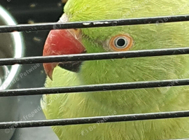 Ring-necked parakeet