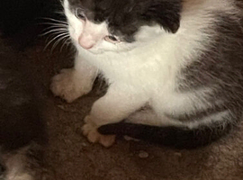 Adorable kitten looking for new loving home