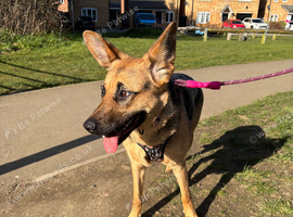 German shepherd girl