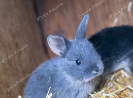 Grey Baby Bunny for sale