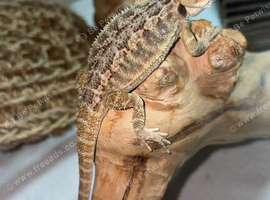 6 week old bearded dragon