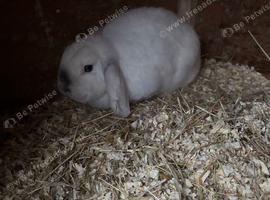 Femail mini lop
