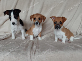 Jackrussell