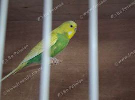 Female Budgie