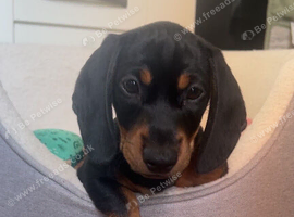 6 month old dachshund female