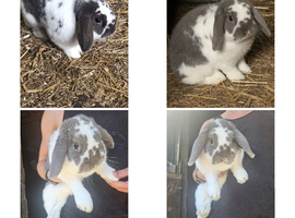 Outstanding, Beautiful Purebred Breeding Mini Lop Buck. Comes With His Hutch & Accessories