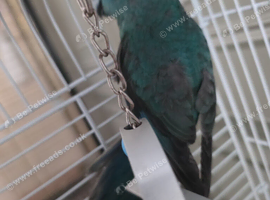 Love birds& kakariki