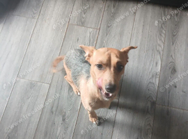 Jack russell
