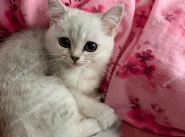BSH & Persian mix female kitten 3 months