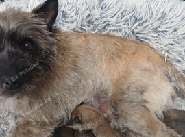 Beautiful Cairn Terrier purebred, KC reg pups