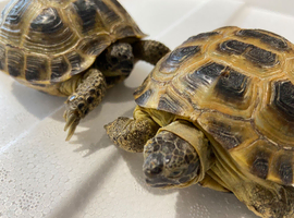 GARDEN TORTOISES