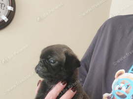 pug pups.