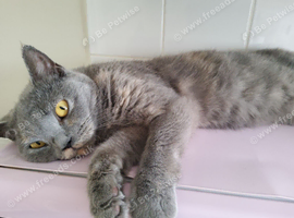 Beautiful British shorthair female