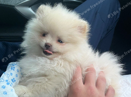 Pomeranian puppy's