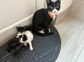 Kittens