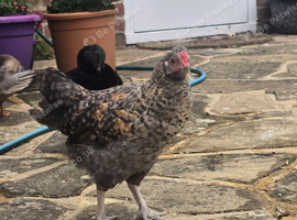 9 week old cockerals
