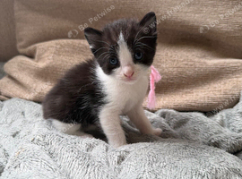 Lovely kittens