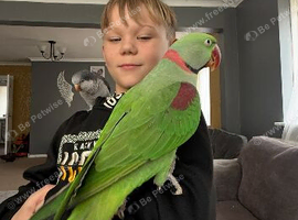 Pair of alexandrines