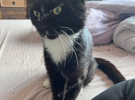 Mittens