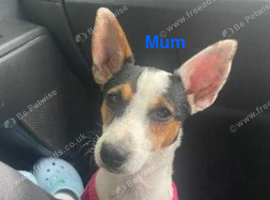 4 beautiful Jack Russell puppies for sale