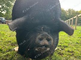Kune Kune sow