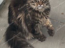 XL maine coon tabby,black kittens looking new home