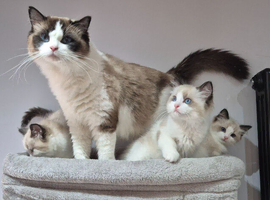 3 Tica Registered Males For Sale