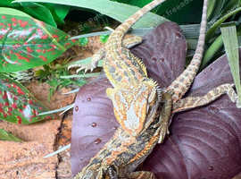 Hypo High Yellow Blue Bar Bearded Dragons at Birmingham Reptiles