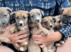 Lurcher Pups 8 weeks