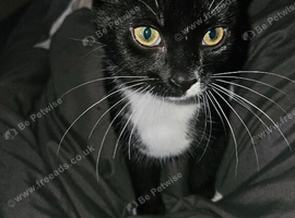neutered and microchiped kittens 2 females 1 male