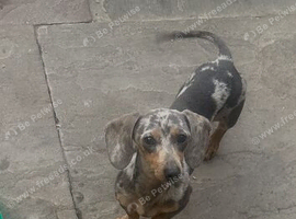 Male miniature dachshund marl