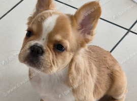Fluffy french bulldog puppy