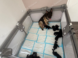 German shepherd puppy