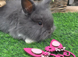 Double mained lionheads