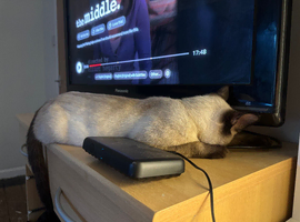 Selling cat