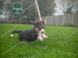 2 pups left