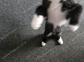 Female kitten
