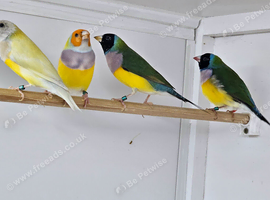 2025/2026 gouldian finches